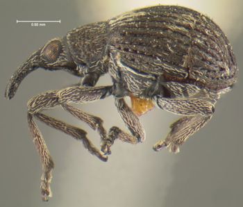 Media type: image;   Entomology 25125 Aspect: habitus lateral view